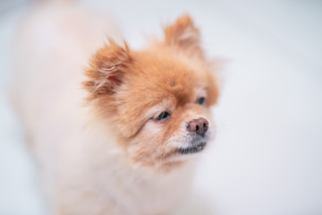 Old age dog