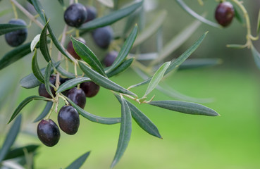 Branch of an olive tree with black ripe olives on a olive grove blurred background in the sunny...