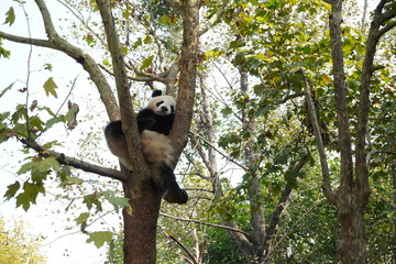 Panda resting on the tree at the park. The giant panda, also known as panda bear or simply panda, is a bear native to south central China. 