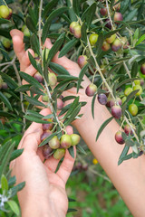 Hands of a young woman holding olive branches with green olives. Farmer woman hands. Caring for...