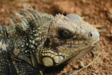 Iguana