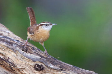 Carolina wren backyard feeder home