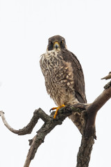 A juvenile Peregrine Falcon perched against a white sky.