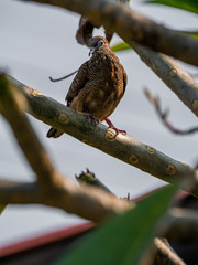 Take a picture of bird on branch.