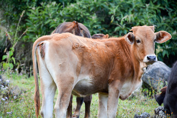 tender white brown calf in the middle of nature