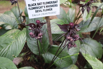 Tacca chantrieri,the black bat flower,bat flower,devil flower or cat's whiskers, is a species of flowering plant in the yam family Dioscoreaceae.It is bat shaped unusual plant.Shoot at Kaziranga,Assam