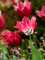 Red tulips