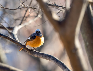 A small varied tit ready for a meal