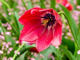 Red tulips