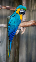 Inquisitive - bright blue parrot