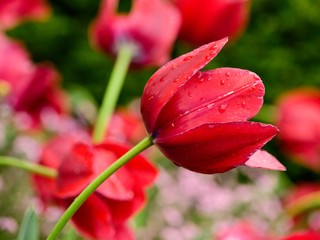 Red tulips