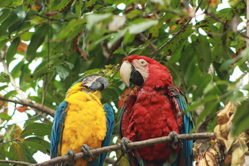 loros