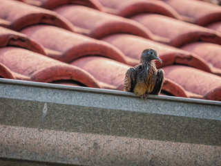 Cute action bird on the roof of the house.