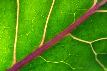 Close up of fresh organic kohlrabi leaf - selective focus