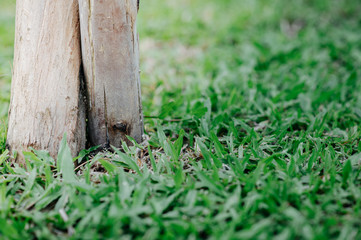 The grass towards the bamboo set up