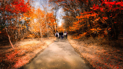 Obraz premium Red forest