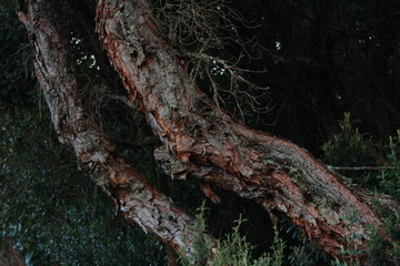 tronco