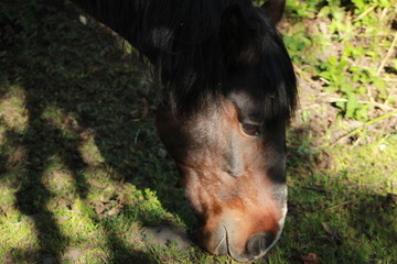 caballo