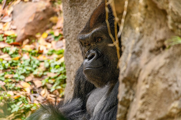 male Silverback Western Lowland gorilla (Gorilla gorilla gorilla)