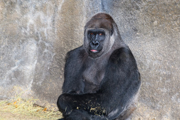 male Silverback Western Lowland gorilla (Gorilla gorilla gorilla)