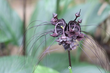 Tacca chantrieri,the black bat flower,bat flower,devil flower or cat's whiskers, is a species of flowering plant in the yam family Dioscoreaceae.It is bat shaped unusual plant.Shoot in Kaziranga ,Assa