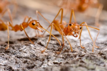 Two Red Weaver ants in the garden.