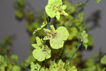 flower in the garden