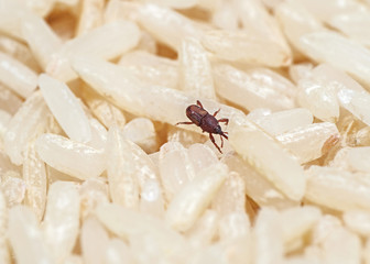Macro Photo of Rice Weevil or Sitophilus oryzae on Raw Rice