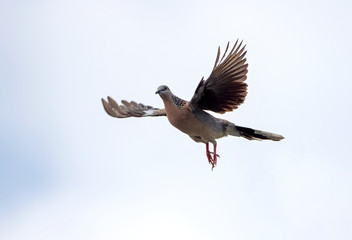 Close up Spotted Dove Flying in The Air Isolated on Clear Sky