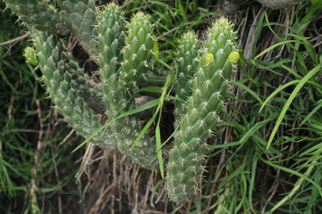 cactus