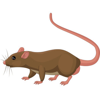 Cartoon rat on white background