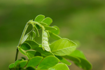 Top's Chamchuri Tree