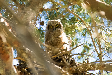 owl on tree