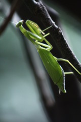 Mantis
