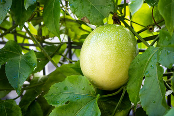 Close-up fresh passion fruit plant. Raw passion fruit with leaves background