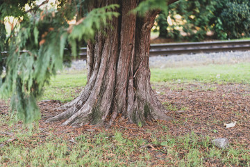 Tree trunk with beautiful bark