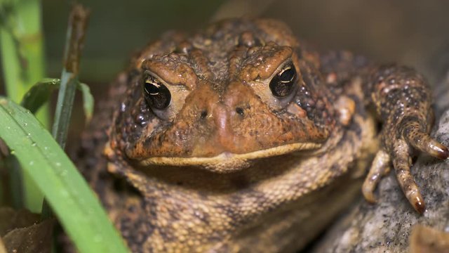 Common toad, Anaxyrus Americanus, stares directly forward remaining motionless in the night.  Detailed macro shot zoom out revealing warty body and large eyeballs.