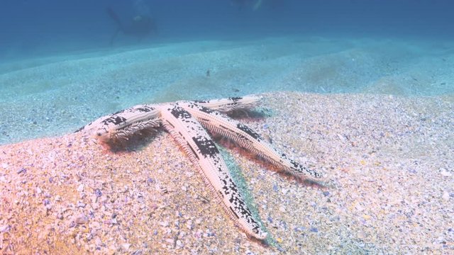 A large starfish walking a long the sandy bottom in crystal clear blue waters