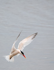 Royal Terns at the malibu lagoon