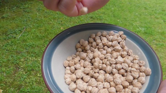 Picking up handfull of garbonzo beans