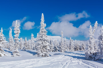 Beautiful winter landscape with snow covered trees and blue sky.