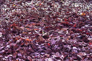 background of dried leaves