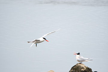 Royal Terns at the malibu lagoon