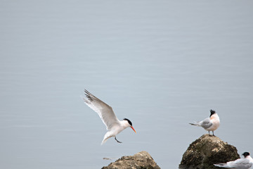 Royal Terns at the malibu lagoon