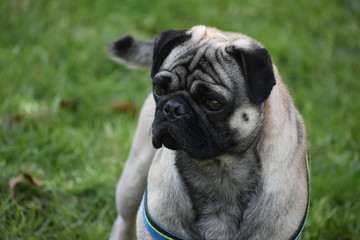 Obraz premium pug perro