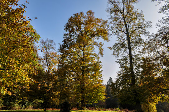 Schlosspark Putbus Rügen, goldener Herbst