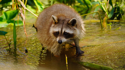 A fuzzy blonde raccoon in shallow water. 