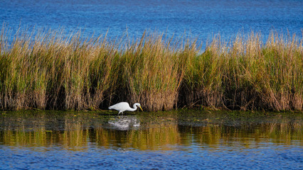 A snowy white egret is on the hunt in a salt marsh in Louisiana. 