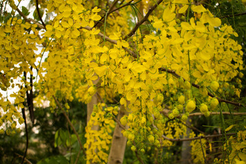 Cassia fistula flower in the garden in thailand