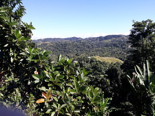 mountain landscape with trees